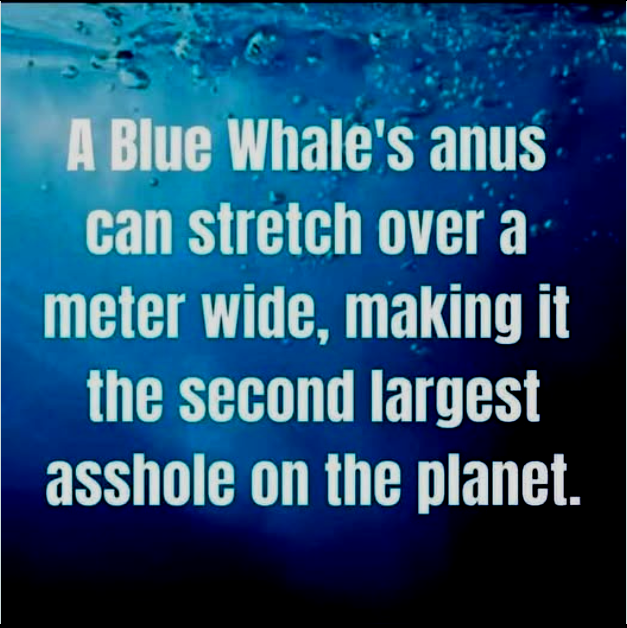 whale2.png