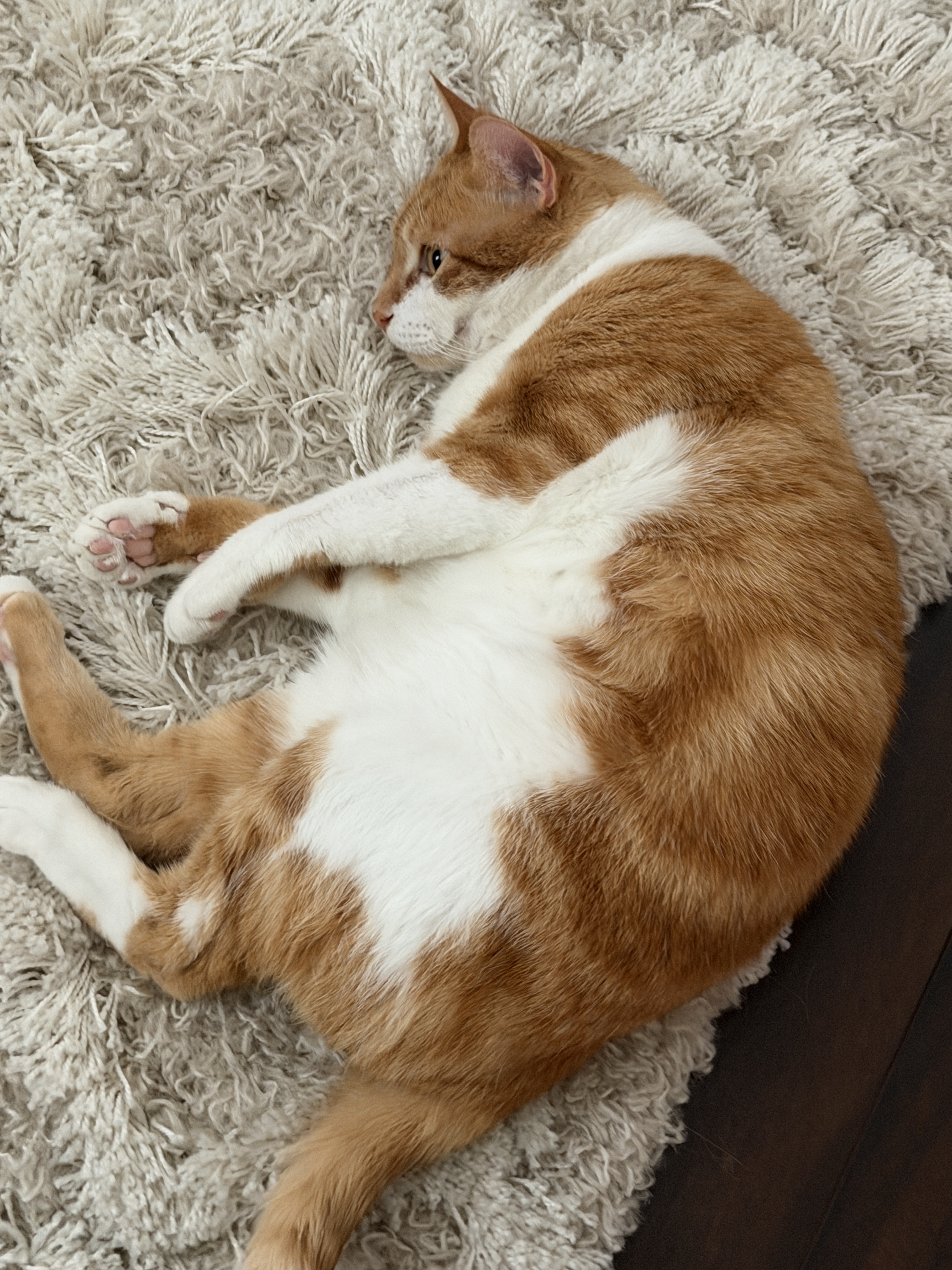 orange cat