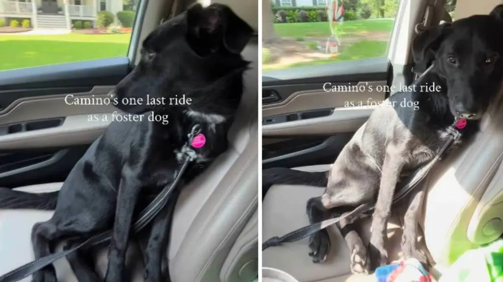 A Bittersweet Farewell: Foster Dog's Last Ride