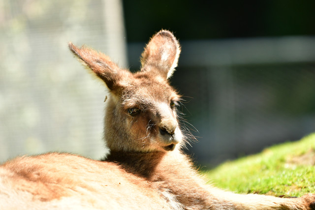 Kangaroos at Copenhagen Zoo
