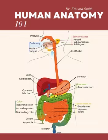 Human Anatomy 101 A Comprehensive Introduction To The Structure And Function Of The Human Body (Dr. Edward Smith) Human Anatomy 101 A Comprehensive Introduction To The Structure And Function Of The Human Body (Dr. Edward Smith)