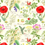Botanical-Sketch