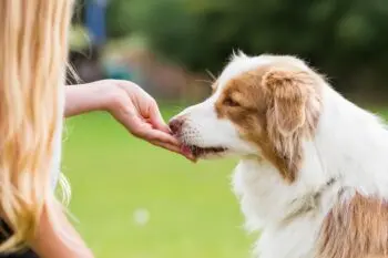 Best Pill Pockets for Australian Shepherds