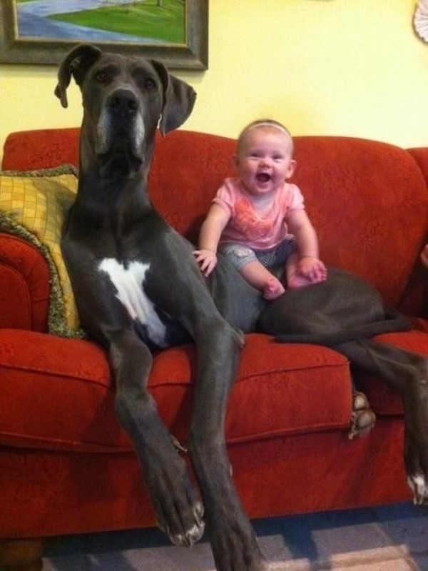 big-dogs-29.jpg