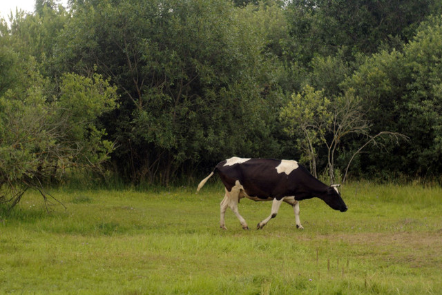 DSC5442-result.jpg
