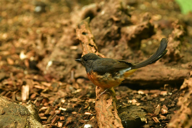 White-rumped shama female at Copenhagen Zoo