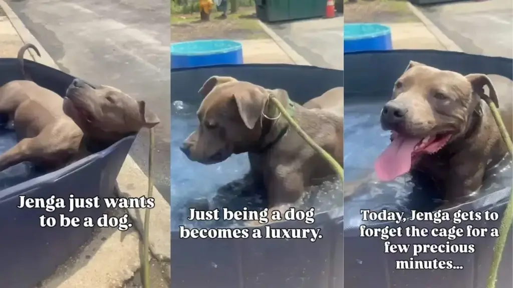 Shelter Dog Enjoys Brief Joy Before Returning to Kennel Life