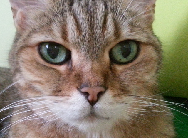 eyes3
