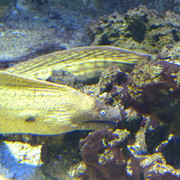 Aquarium