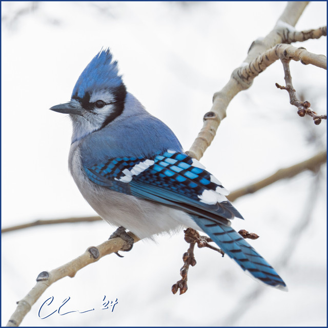 0-fb-blue-jay-CAS02016