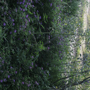 DSC5334-result