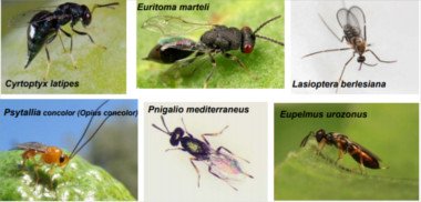 Prédateurs de la mouche de l'olivier Prédateurs de la mouche de l'olivier, les prédateurs de la mosta
