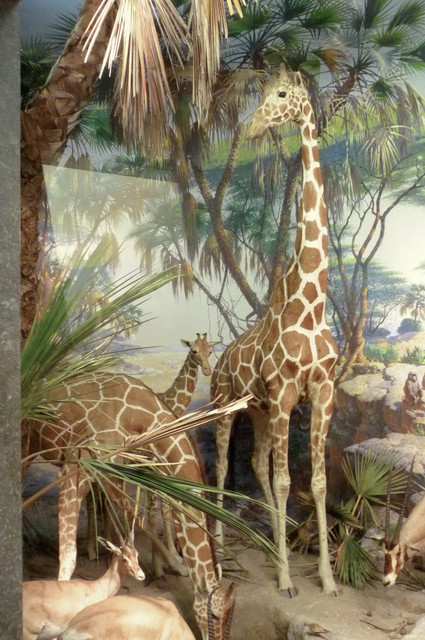 Giraffe.jpg