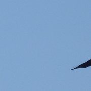 Condor