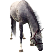 horse-PNG2529-result