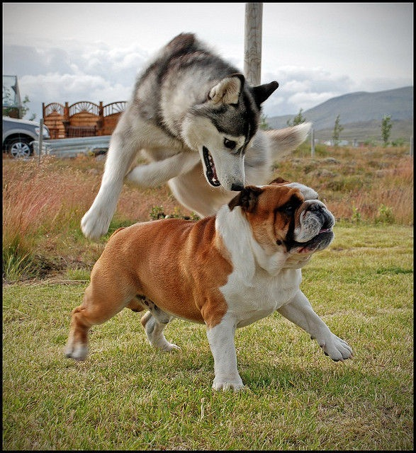 huskybulldog.jpg