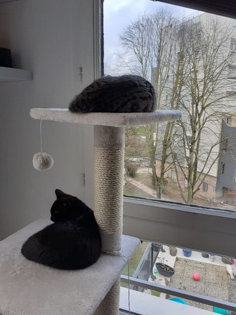 https://i.ibb.co/vQR4BVv/onyx-et-Pixelle.jpg
