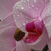 IMG-6166-S-3-17