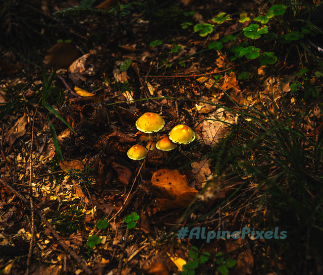 20231011-Alpine-Pixels-77.jpg