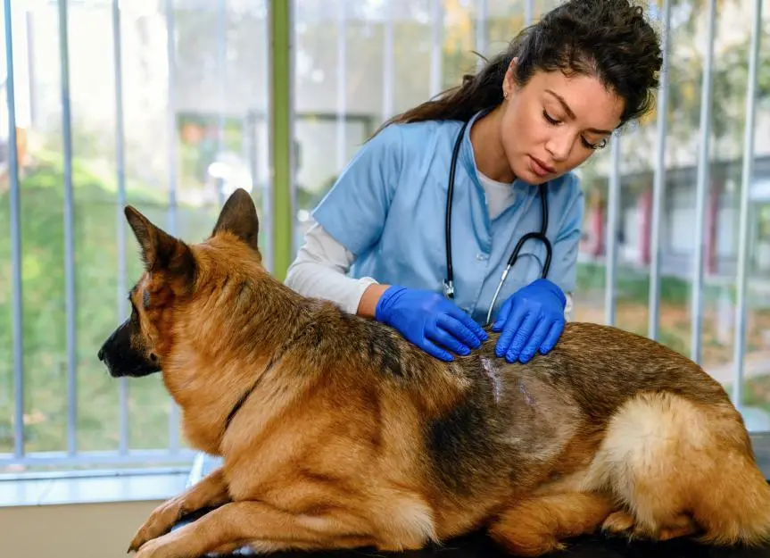 Botflies in Dogs: Causes and Treatment