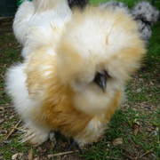 Red Pyle young pullet