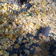IMG-20221125-100747