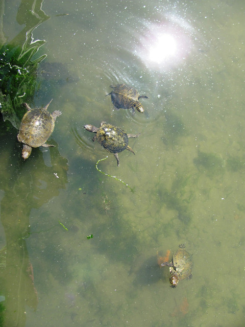 IMG-6829