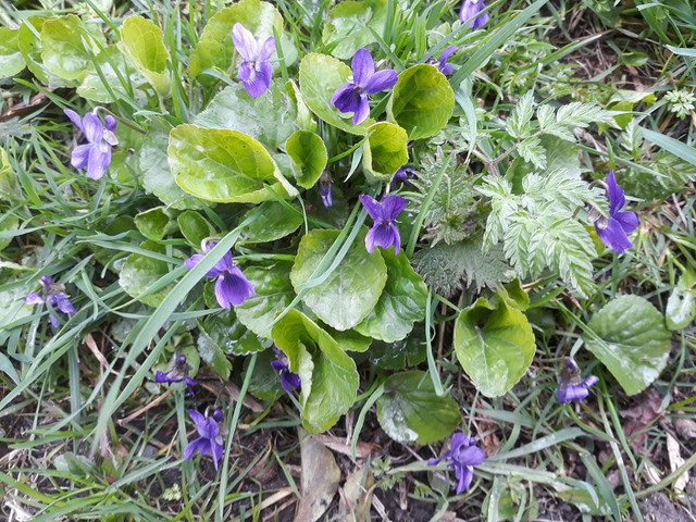 47a-Violets