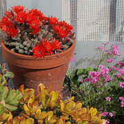 IMG-8120