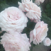 Rosenfaszination