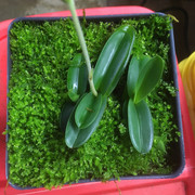xeroplant