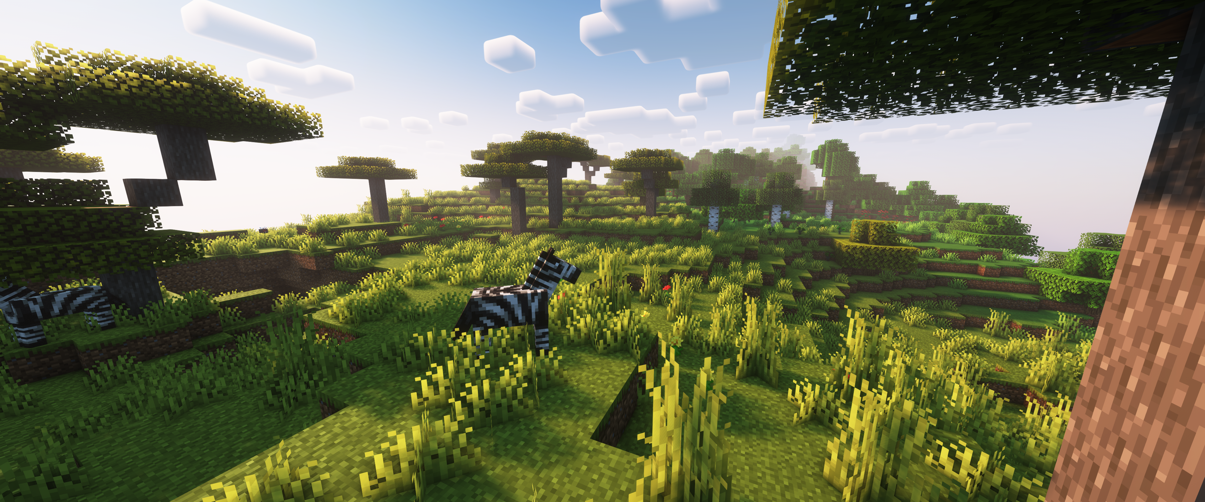 I wanted a pic of the flying fish, but have a zebra instead!