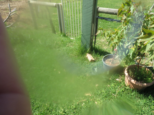 IMG-2124-proc-proc