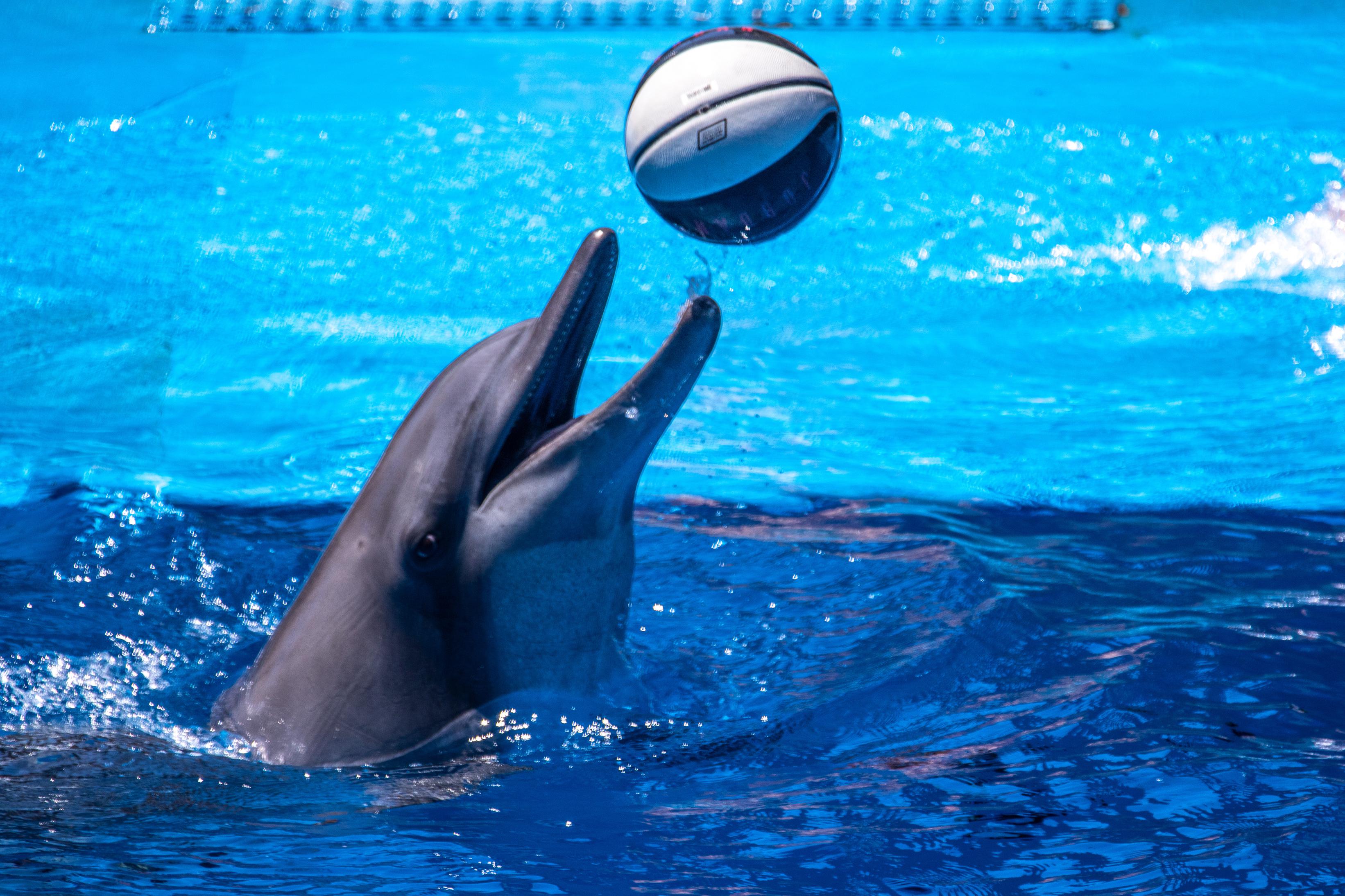 Dolphin Bay Show & Aquaria Phuket