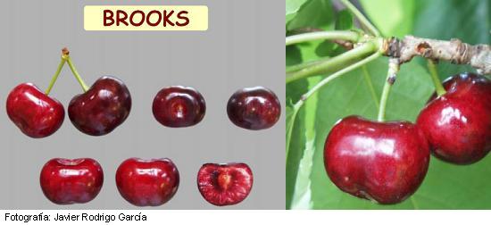 Cerisier Brooks, variété de cerise Brooks
