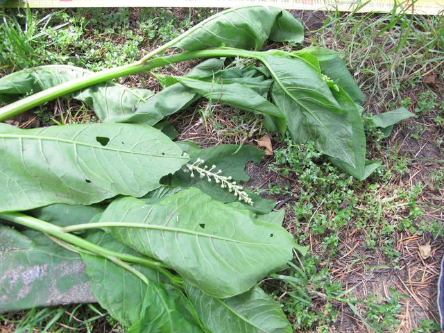 unknown plant 03.png