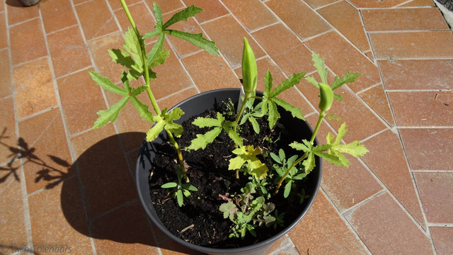 Okra