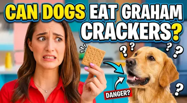 Dogs and Graham Crackers: A Safe Treat?