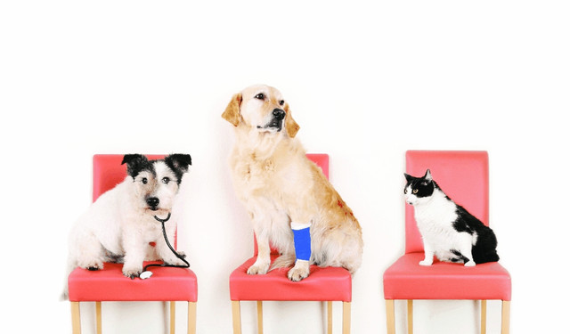 Pets-Insurance-120