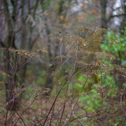 DSC02574
