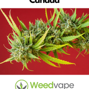 Main-Order-Weed-Canada-25