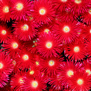 IMG-7707
