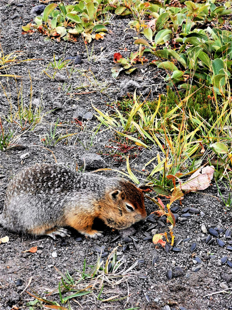 oznorTO
