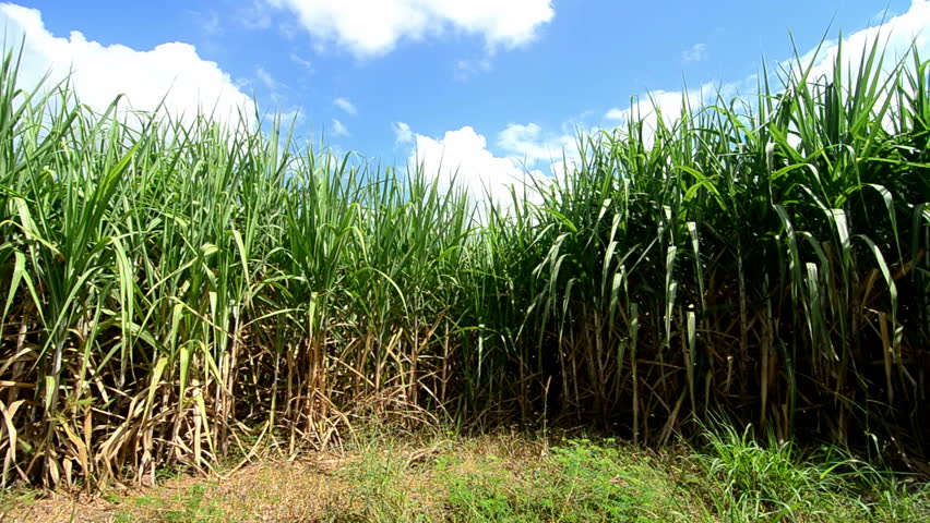 [Image: Sugarcane-11111-1.jpg]