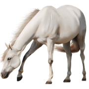 horse-PNG326-result