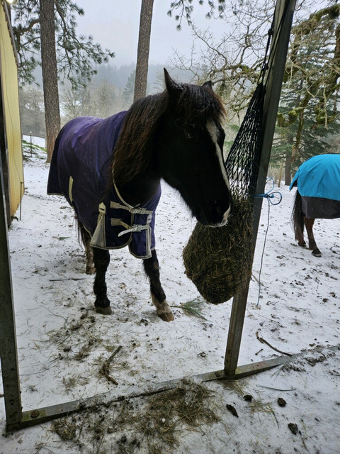 rivsnow2