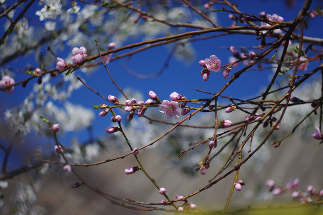 IMGP0226