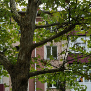 DSC-6871