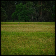 comp-IMG-7167