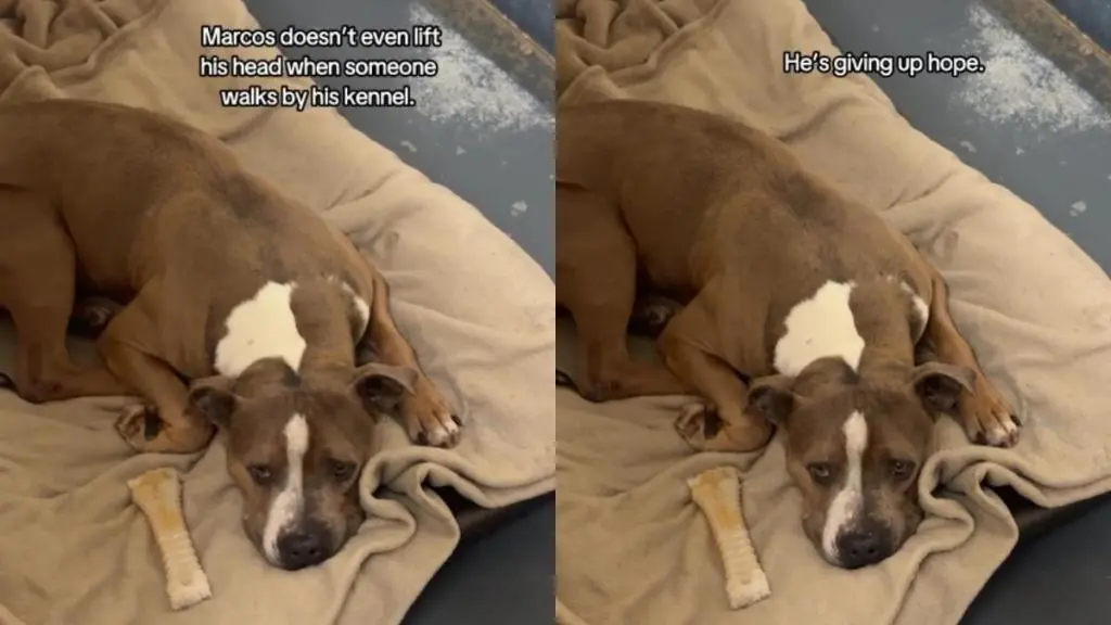 Shelter Dog's Spirit Wears Thin Waiting for Forever Home
